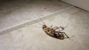 Coli and salmonella, among other. Water Bugs Vs Roaches And How To Deal With Them Youtube