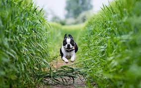 field running path boston terrier