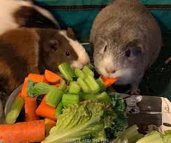 what can guinea pigs eat charlie and
