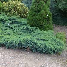 ienupar juniperus squamata blue carpet