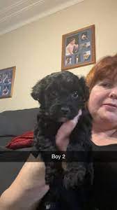 toy poodle cross puppies dogs