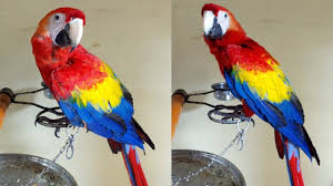 bolivian scarlet macaw in mumbai you