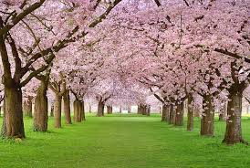 cherry blossom garden 1080p 2k 4k 5k
