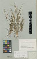 Ehrharta delicatula in Global Plants on JSTOR
