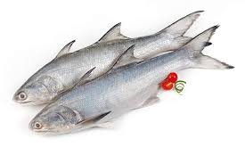 salmon fish in tamil kala fish indian