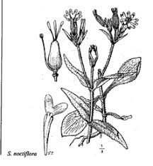 Sp. Silene noctiflora - florae.it