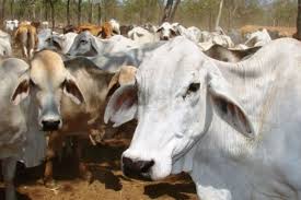 Brangus cattle are a mix of angus and brahman cattle. Brahman Cattle From Cape York Peninsula Abc News Australian Broadcasting Corporation