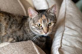 Your most obvious choice is to adopt a hairless cat. How To Live With Pet Allergies If You Have No Choice Health Essentials From Cleveland Clinic