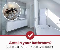 how to get rid of ants in your bathroom
