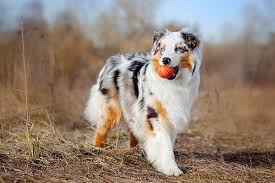 We did not find results for: Australian Shepherd Dog Breed Information