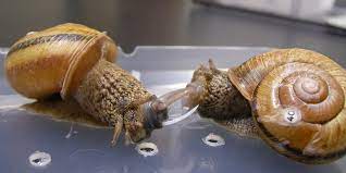 love hurts what happens when snails