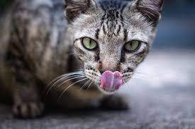 all about your cat s tongue