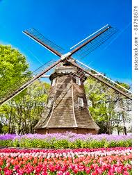 Dutch Windmills And Tulips