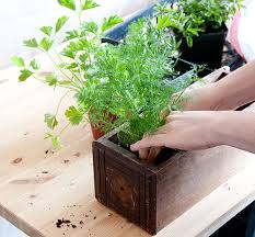 diy kitchen garden planter design sponge