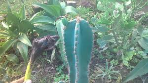 Usually, there will be a tag or a sticker to help you identify the type and understands its needs. Plant Identification Closed Please Identify My Cactus 1 By Anapatty83
