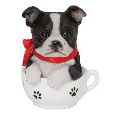 teacup puppies boston terrier bits
