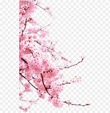 All images and logos are crafted with great workmanship. Bunga Png Japanese Cherry Blossom Png Image With Transparent Background Toppng