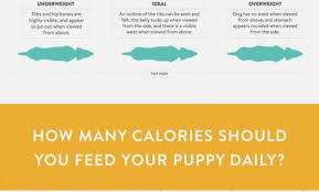 Particular English Mastiff Puppy Weight Chart Diet Chart Of
