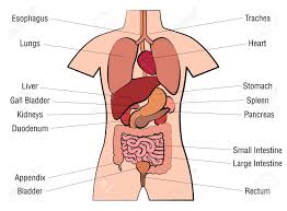 Inner Organs Chart Anatomy Diagram With Internal Organs And