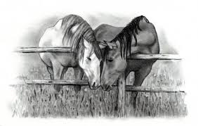 Image result for horses drawings