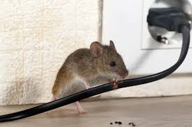 5 Ways To Get Rid Of Mice In Your House