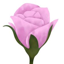 beautiful bud of pink rose flower rose