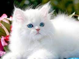Persian cats are simple to cre for, but require lots of attention. What Is The Cost Of A Persian Cat In India Quora