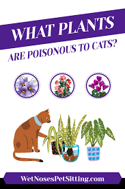 What Plants Are Poisonous To Cats