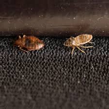 bed bugs and dust mites