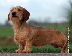 miniature wire haired dachshund dog