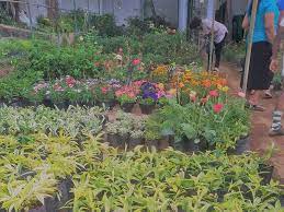 Plants and flowers nursery near me. Pin By Tharindu On Polwatta Plant Nursery Plants Nursery Near Me Plant Nursery