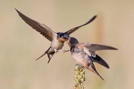 Barn Swallow Audubon Field Guide