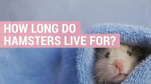The key to hamster longevity is good nutrition and plenty of enrichment. How Long Do Hamsters Live For And What Is Their Lifespan Hamster Guru
