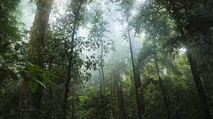 Biljoen nieuwe bomen nodig tegen klimaatcrisis - Joop - BNNVARA