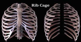 The rib cage is the arrangement of ribs attached to the vertebral column and sternum in the thorax of most vertebrates that encloses and protects the vital organs such as the heart, lungs and great vessels. Rib Cage Assignment Point