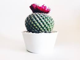 I also share my top tips for growing cacti. Ultimate Guide How To Get Your Cactus To Flower Cactusway