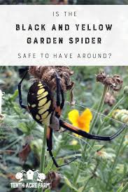 is the black and yellow garden spider