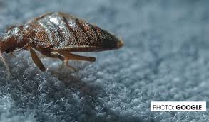 12 home remes to get rid of bed bugs