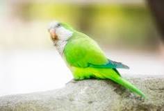 Image result for About Lutino Quaker Parrot