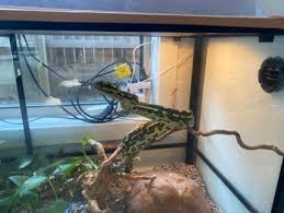 jungle python in queensland reptiles