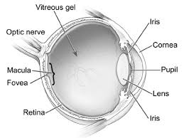 نتیجه جستجوی لغت [retinal] در گوگل