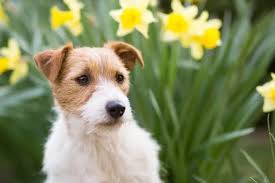 Spring Flowers That Are Toxic To Dogs