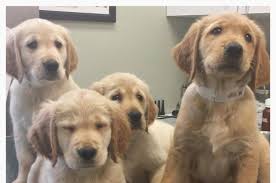 Puppy Adoption Golden Retriever Bone S Retrievers Wesley Chapel Fl