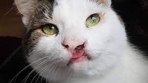 adorable cat with a cleft lip