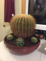 With age, golden barrel cactus produces offsets to form clumps that can reach 6ft. Ask A Question Forum Barrel Cactus Garden Org