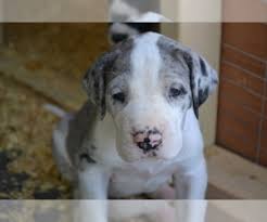 Puppyfinder.com is your source for finding an ideal great dane puppy for sale in indiana, usa area. View Breeder Profile Great Dane Dog Breeder Near Indiana Spencer Usa Subs 12259