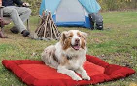 14 Best Outdoor Dog Beds Camping Dog Beds With Canopy