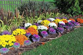 best annuals for fall color