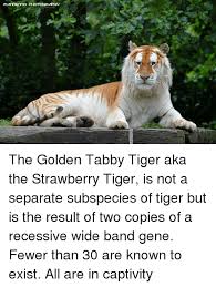 The first golden tabby ever born was in florida of 1983 by 2 bengal tigers (both of whom carried the recessive genes for both the golden tiger since the golden tabby is held captive you can most likely assume that they live in a population(all of the individuals of a species that live in the same area. The Golden Tabby Tiger Aka The Strawberry Tiger Is Not A Separate Subspecies Of Tiger But Is The Result Of Two Copies Of A Recessive Wide Band Gene Fewer Than 30 Are