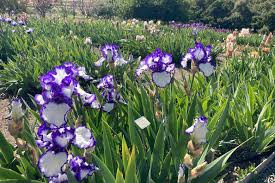 nola s iris garden san jose